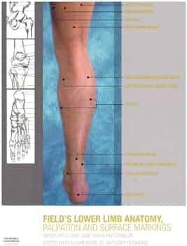 Lower Limb Surface Anatomy Lower Leg Plantecuador