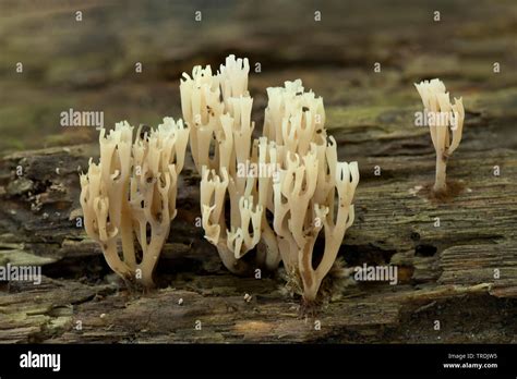 Crown Coral Crown Tipped Coral Fungus Artomyces Pyxidatus On Dead