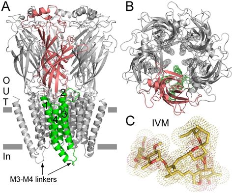 Structural properties of the chimeric α7 GluClβR A Side view of a