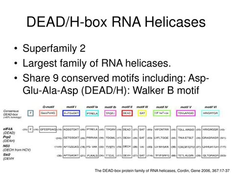 Ppt Rna Helicase Structure Powerpoint Presentation Free Download