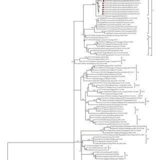 Phylogenetic Tree Of Partial Fusion F Gene Nucleotide Sequences Of