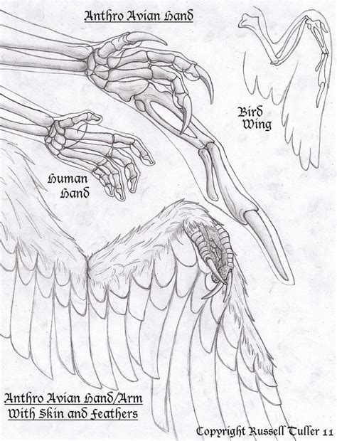 Bird Anatomy Drawing at GetDrawings | Free download