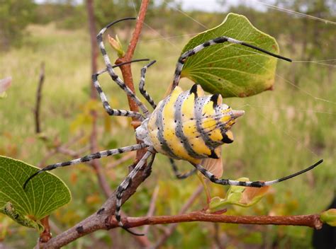 Orb Weaver Spider Argiope