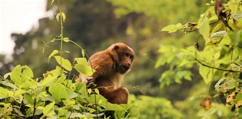 Cuc Phuong National Park Tour Day Vietnam Travelers