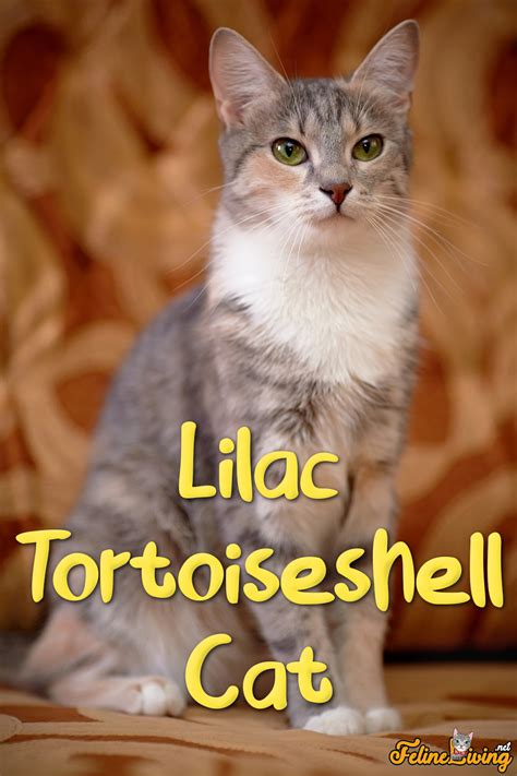 Lilac Tortoiseshell Cat 8 Most Intriguing Facts Pictures And More