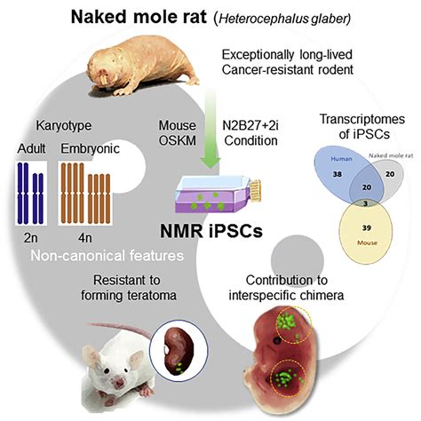 Naked Mole Rat Induced Pluripotent Stem Cells And Their Contribution To