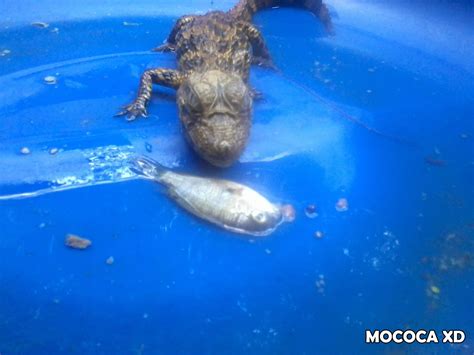 Filhote de jacaré é encontrado em açude em Mococa Mococa XD