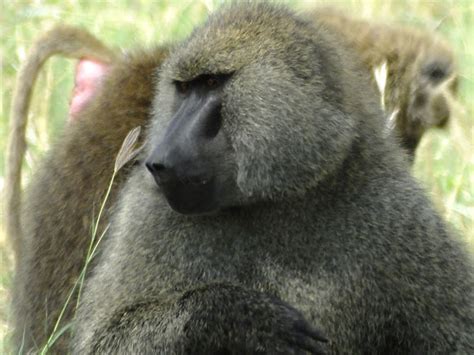 Baboon Mating Behavior Project Noah