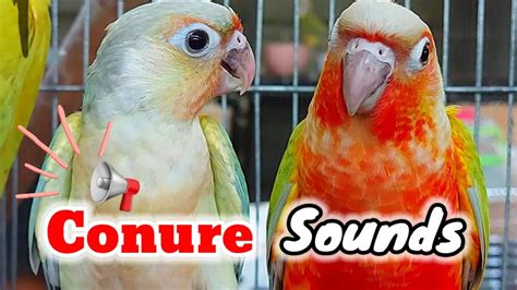 Conure Bird Sounds Show This Video To Your Bird Green Cheek Conure