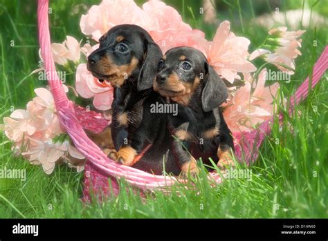 Dachshund Hi Res Stock Photography And Images Alamy