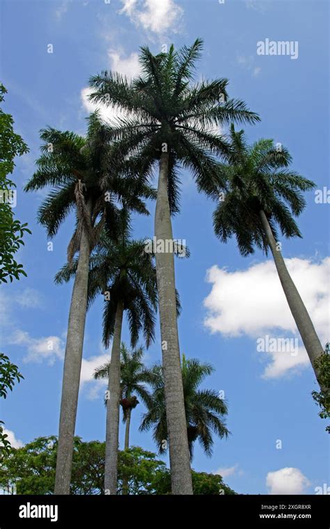 Cuban Royal Palms Roystonea Regia Arecaceae Cuba Caribbean Stock