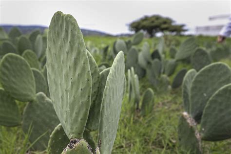 Nopal Mexicano Clave Para Combatir Plagas Gaceta Udg