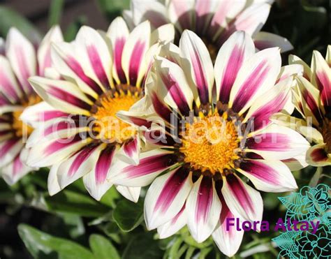 Газания White Flame | Flora Altay