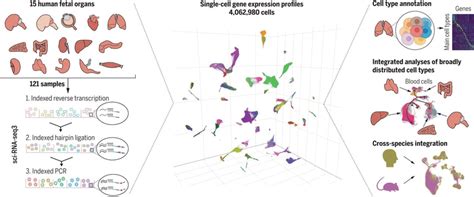 A Human Cell Atlas Of Fetal Gene Expression Science