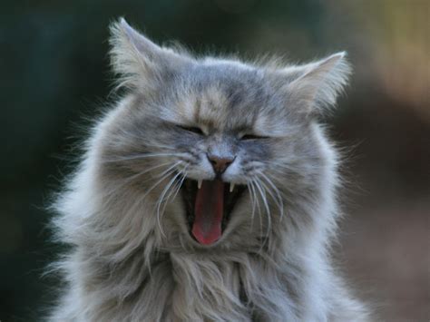 caterville — laughing cats see more lol cats