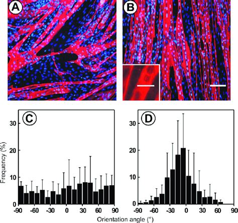 The Morphology Of C2c12 Myotubes On Isotropic And Anisotropic Collagen