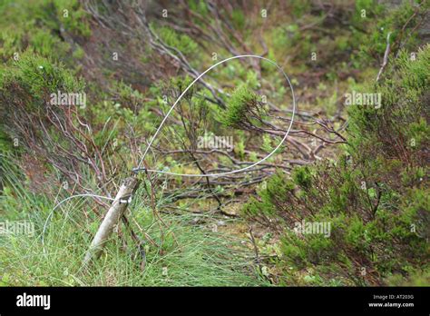 Snare trap hi-res stock photography and images - Alamy