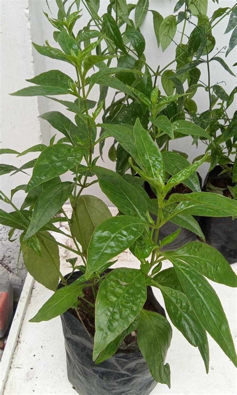 Serpentina Furniture Home Living Gardening Plants Seeds On Carousell