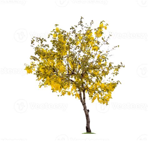 Golden Shower Or Cassia Fistula Isolated 23661480 Png