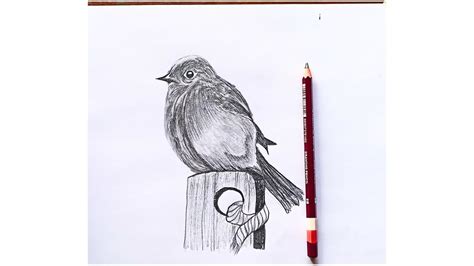 How To Shade With Pencil For Beginners How To Draw Cuckoo Easy Step