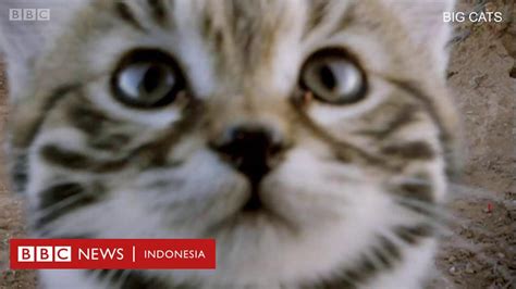 Kucing Paling Mematikan Di Dunia Tidak Seperti Yang Anda Kira BBC