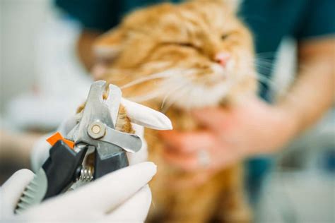 Does it Hurt to Trim Cats’ Claws: 8 Tips Make it Easier – catworldtoday.com