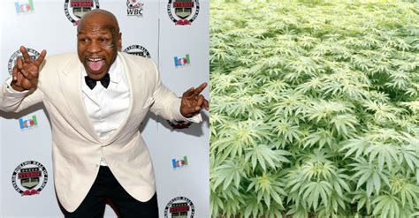 Mike Tyson Is Getting in on Legal Weed, Opens 40-Acre 'Cannabis Ranch ...