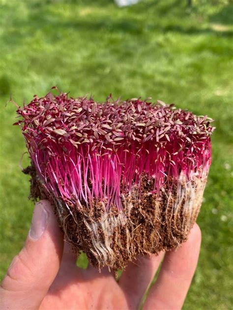 Red Amaranth Microgreens Seeds ︎ Mp Seeds