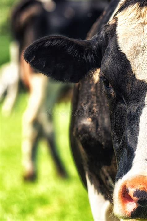 Holstein Cow Stock Photo Image Of Milk Holland Clouds 3460562