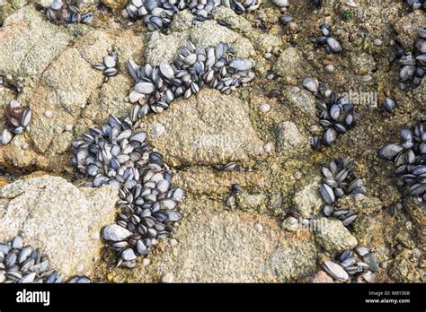 Bed Of The Common Mussel Mytilus Edulis On A Beach In Spain Stock Photo