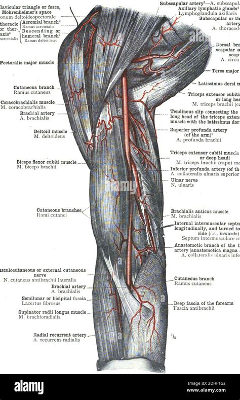 La Anatomía De La Arteria Femoral Con Información Detallada Sobre Un