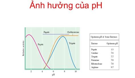 Cho ví dụ và giải thích ảnh hưởng của nhiệt độ và độ pH tới hoạt tính