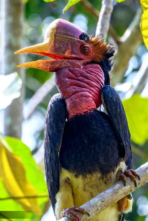 Helmeted Hornbill in 2024 | Rare animals, Weird birds, Very rare animals