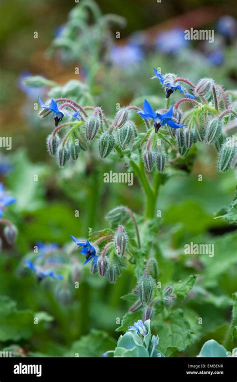 Planta De Borraja Aislada Fotograf As E Im Genes De Alta Resoluci N Alamy