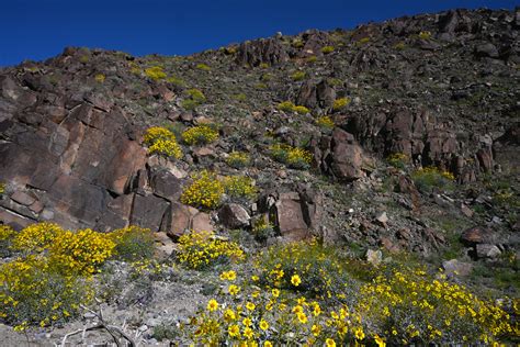 Encelia Farinosa Brittlebush 92 David Daniels Flickr