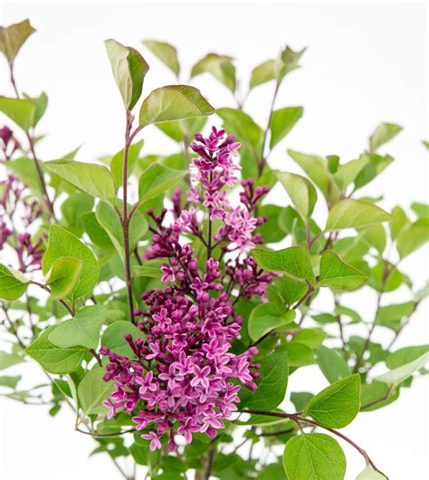 Syringa BLOOMERANG DARK PURPLE Plant Wholesale FlorAccess