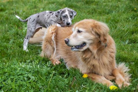 Gray Great Dane Puppy Dog Stock Photo Image Of Young 182170402