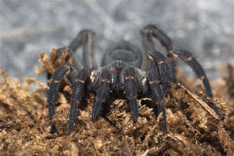 In Photos The Amazing Arachnids Of The World Live Science