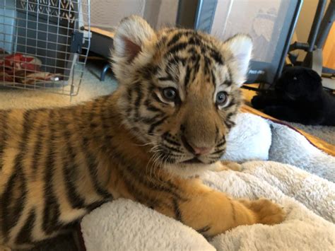 Rescued Tiger Cub And Four Big Cats From Indiana Facility