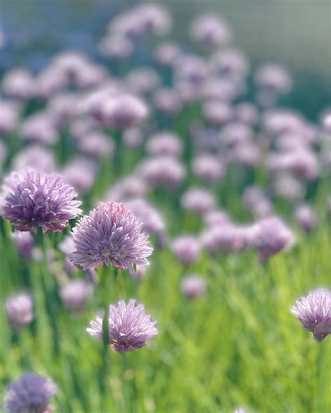 Some Purple Flowers Are Growing In The Grass