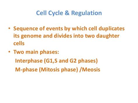 Cell Cycle Regulation