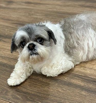 Davie Fl Shih Tzu Meet Brooklyn A Pet For Adoption Adoptapet