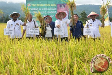 Gubernur Maluku Panen Raya Padi Di Waimital ANTARA News Ambon Maluku