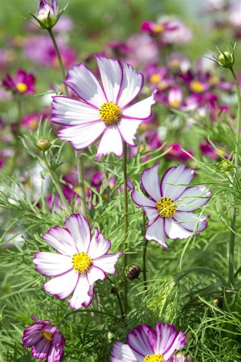 Cosmos Bipinnatus Tip Top Picotee Muller Seeds