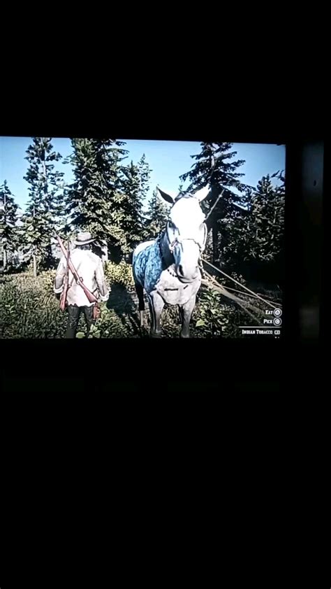 Weird horse glitch? : r/reddeadredemption2