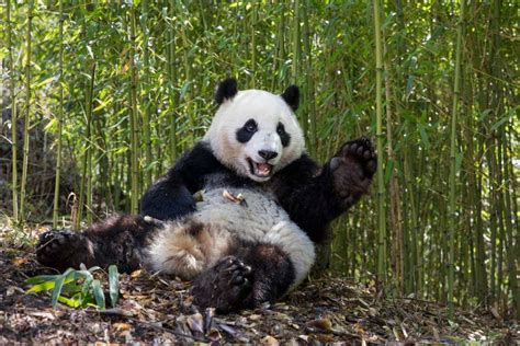 Black And White Panda