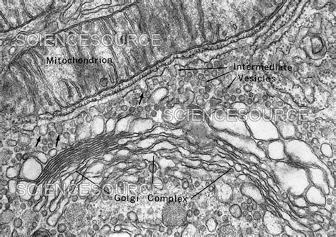 Transport Vesicles, TEM | Stock Image - Science Source Images