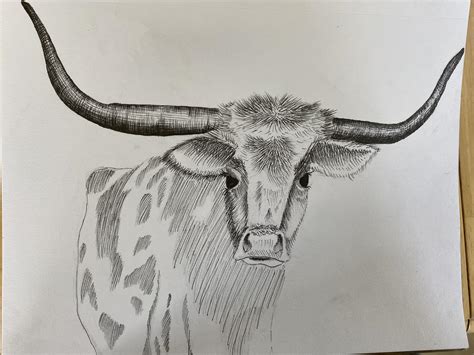 longhorn cow :p : r/drawing