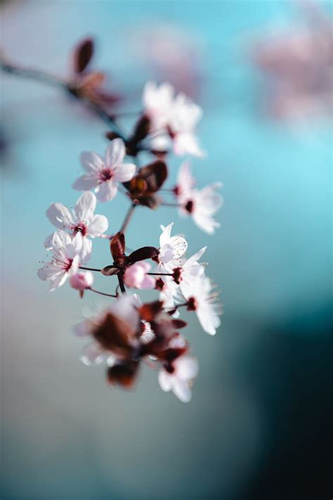 Flowers Bloom Spring Petals Macro HD Phone Wallpaper Peakpx