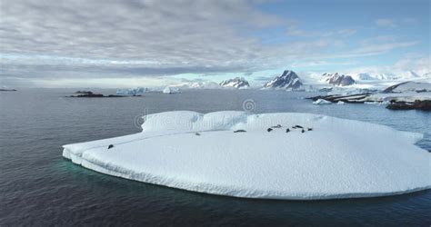 Explore South Pole Wildlife Animals in Antarctica Stock Photo - Image ...